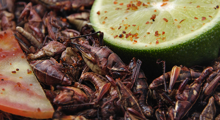 Seis recetas para comer chapulines; prepara ensaladas, crema, tacos...