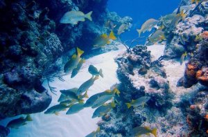 toma-acuatica-cozumel-mexico
