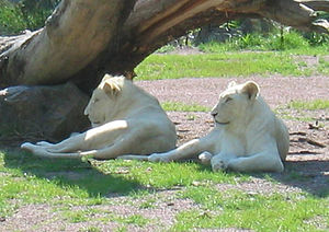 300px-Deux_lions_blancs