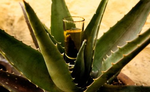 tequila