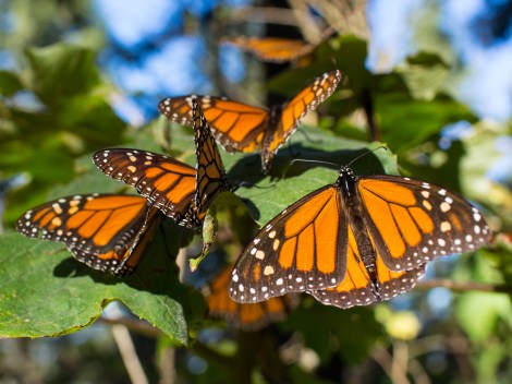 mariposa monarca