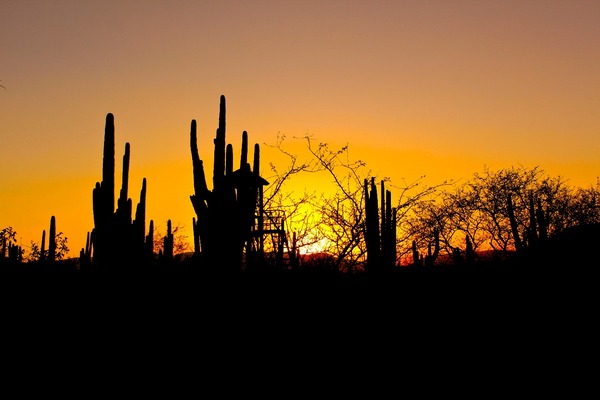Puebla estrena Ruta Turística para viajar a la Reserva de la Biosfera Tehuacán-Cuicatlán