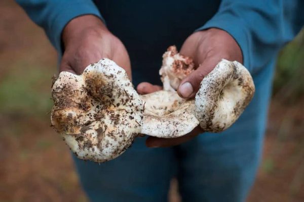 Tlaxcala | Cocineras tradicionales ofrecen platillos indígenas con hongos en&nbsp;Teolocholco