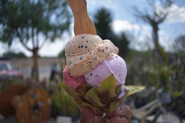Puebla | Disfrutar la temporada de pitahayas en mezcal, helados, salsas y mermeladas en&nbsp;Huitziltepec